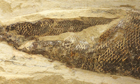 鋭角な頭部、鋭い歯が残る、ブラジル・セアラ産肉食魚カマスの魚化石（その15）
