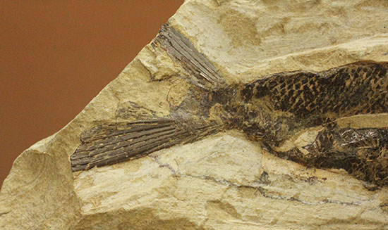 鋭角な頭部、鋭い歯が残る、ブラジル・セアラ産肉食魚カマスの魚化石（その16）