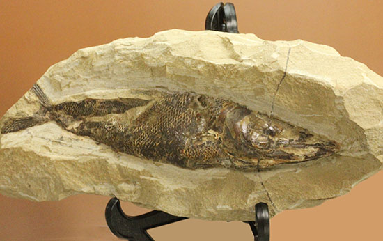 鋭角な頭部、鋭い歯が残る、ブラジル・セアラ産肉食魚カマスの魚化石（その2）