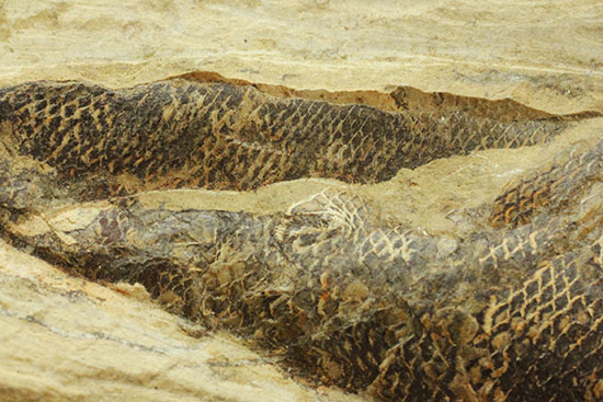 鋭角な頭部、鋭い歯が残る、ブラジル・セアラ産肉食魚カマスの魚化石（その6）