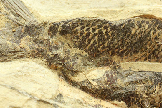 鋭角な頭部、鋭い歯が残る、ブラジル・セアラ産肉食魚カマスの魚化石（その7）