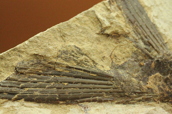 鋭角な頭部、鋭い歯が残る、ブラジル・セアラ産肉食魚カマスの魚化石（その8）