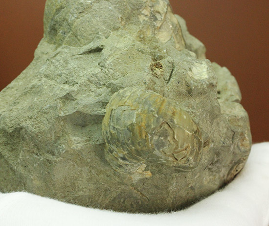 マニアックだが価値高い！アンモナイト（ダメシテス）と同棲している白亜紀のウニの化石。二本木認定コレクション。（その10）