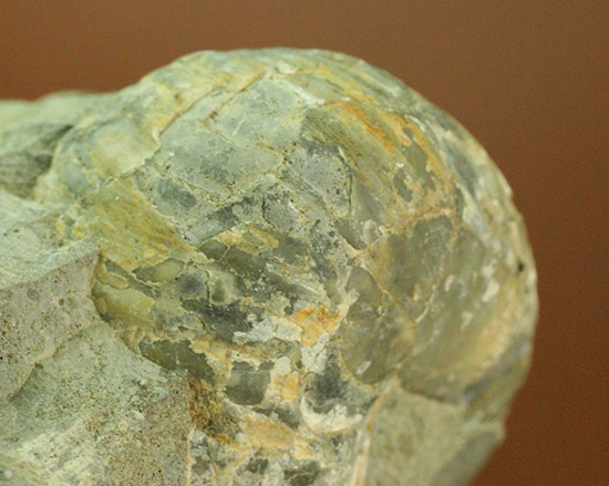 マニアックだが価値高い！アンモナイト（ダメシテス）と同棲している白亜紀のウニの化石。二本木認定コレクション。（その11）