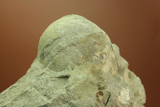 マニアックだが価値高い！アンモナイト（ダメシテス）と同棲している白亜紀のウニの化石。二本木認定コレクション。（その12）