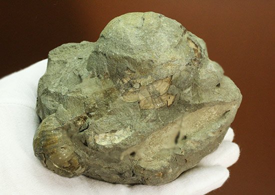 マニアックだが価値高い！アンモナイト（ダメシテス）と同棲している白亜紀のウニの化石。二本木認定コレクション。（その2）