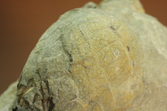 マニアックだが価値高い！アンモナイト（ダメシテス）と同棲している白亜紀のウニの化石。二本木認定コレクション。（その3）