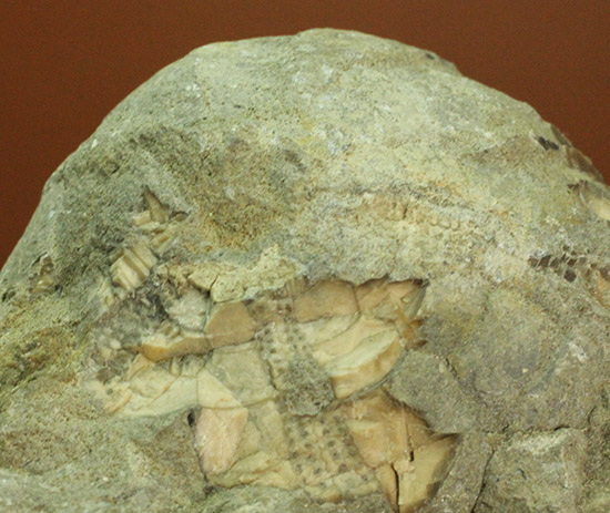 マニアックだが価値高い！アンモナイト（ダメシテス）と同棲している白亜紀のウニの化石。二本木認定コレクション。（その6）
