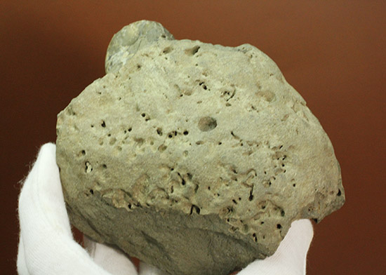 マニアックだが価値高い！アンモナイト（ダメシテス）と同棲している白亜紀のウニの化石。二本木認定コレクション。（その7）