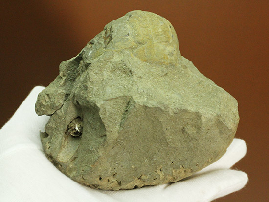 マニアックだが価値高い！アンモナイト（ダメシテス）と同棲している白亜紀のウニの化石。二本木認定コレクション。（その8）