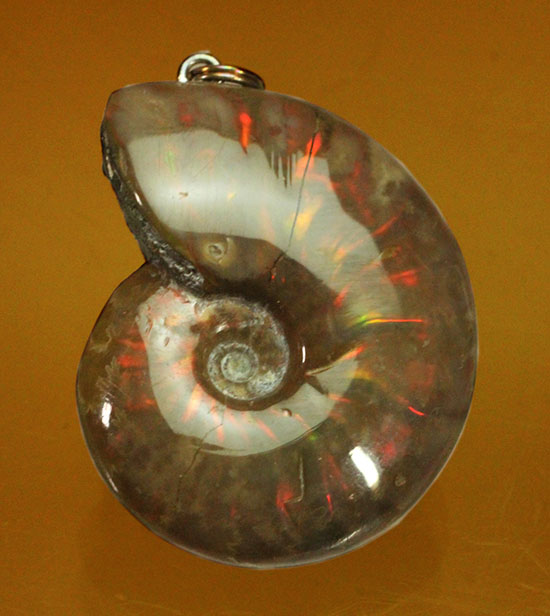 両面同程度に光ります!イリデッセンスアンモナイトのペンダントトップ(Ammonite)(その10)