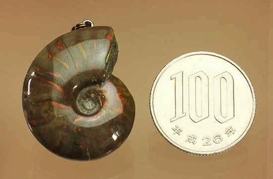 両面同程度に光ります!イリデッセンスアンモナイトのペンダントトップ(Ammonite)(その11)