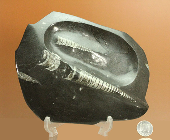 １キロオーバー！１６センチの大ぶりオルソセラス化石が見られるプレート化石（その10）