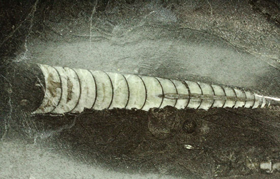 １キロオーバー！１６センチの大ぶりオルソセラス化石が見られるプレート化石（その4）