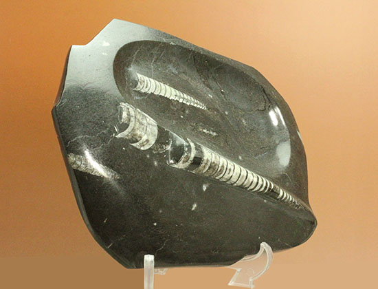 １キロオーバー！１６センチの大ぶりオルソセラス化石が見られるプレート化石（その6）