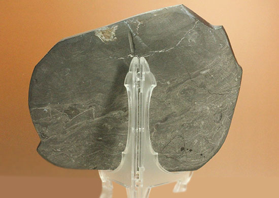 １キロオーバー！１６センチの大ぶりオルソセラス化石が見られるプレート化石（その7）