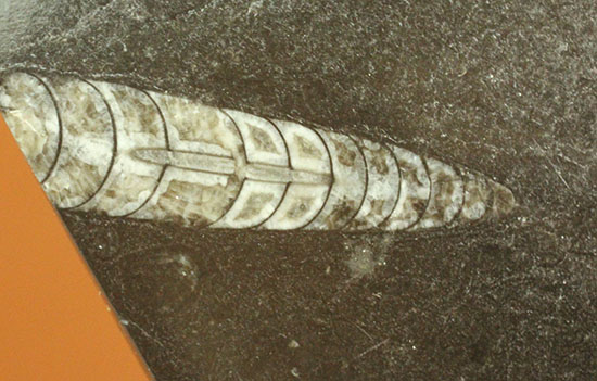 １キロオーバー！１６センチの大ぶりオルソセラス化石が見られるプレート化石（その8）