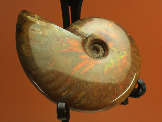 赤を中心に光る、マダガスカル産イリデッセンスアンモナイト(Ammonite)（その1）