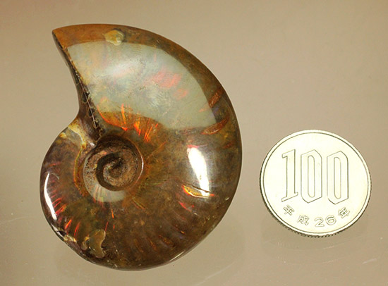 赤を中心に光る、マダガスカル産イリデッセンスアンモナイト(Ammonite)（その10）