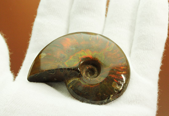 赤を中心に光る、マダガスカル産イリデッセンスアンモナイト(Ammonite)（その3）