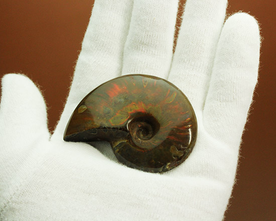 赤を中心に光る、マダガスカル産イリデッセンスアンモナイト(Ammonite)（その4）