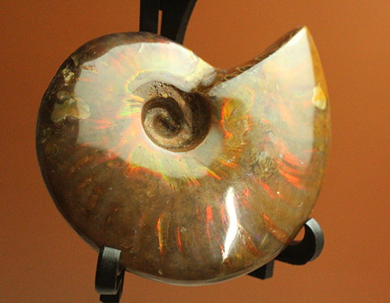 赤を中心に光る、マダガスカル産イリデッセンスアンモナイト(Ammonite)（その5）