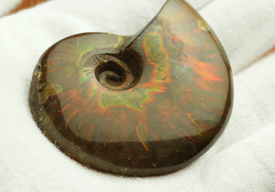 赤を中心に光る、マダガスカル産イリデッセンスアンモナイト(Ammonite)（その9）