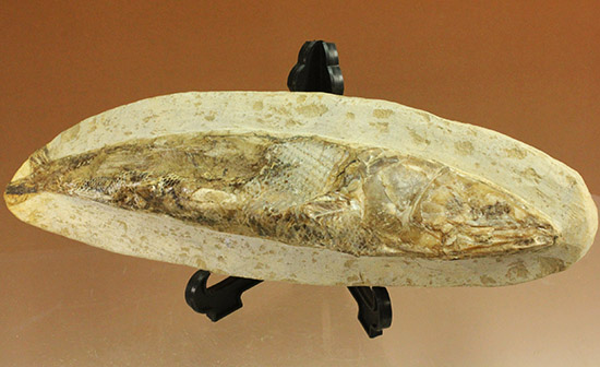 立体的！ブラジル産の白亜紀魚化石、ラコレピス（その1）