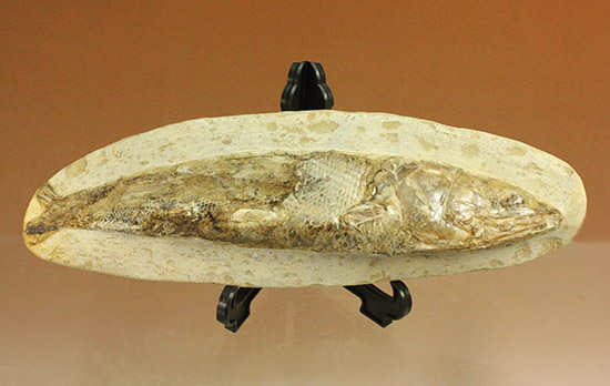 立体的！ブラジル産の白亜紀魚化石、ラコレピス（その11）