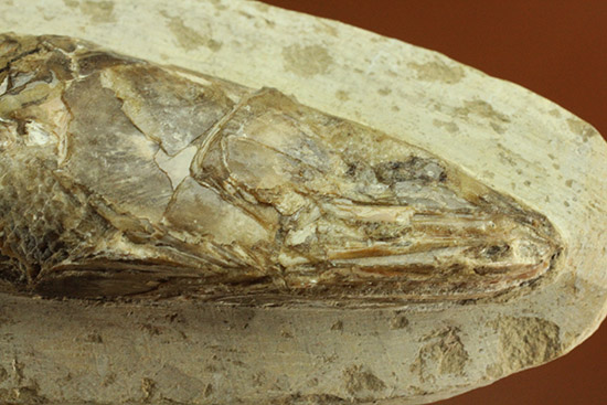 立体的！ブラジル産の白亜紀魚化石、ラコレピス（その3）