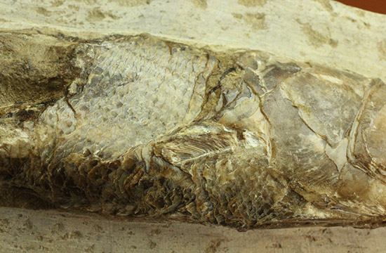立体的！ブラジル産の白亜紀魚化石、ラコレピス（その4）
