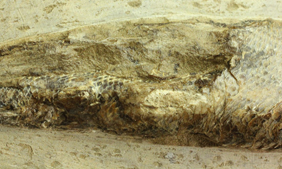 立体的！ブラジル産の白亜紀魚化石、ラコレピス（その5）