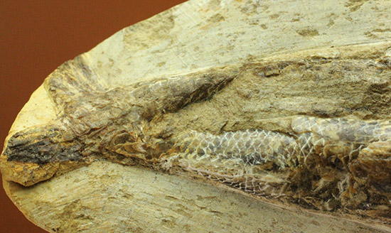 立体的！ブラジル産の白亜紀魚化石、ラコレピス（その6）