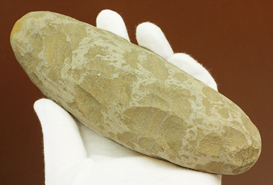 立体的！ブラジル産の白亜紀魚化石、ラコレピス（その9）