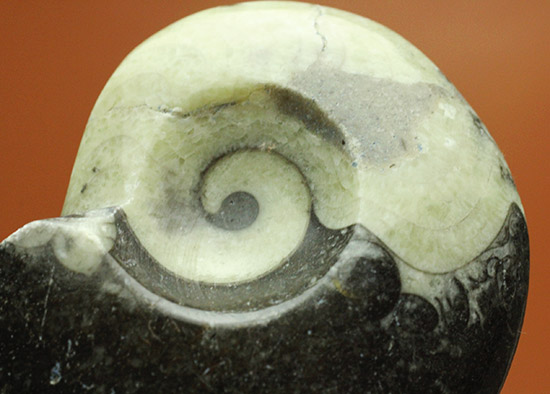 オルソセラスと共に化石化した、ブラック＆ホワイトの配色がスタイリッシュな、ゴニアタイト立体標本（その2）