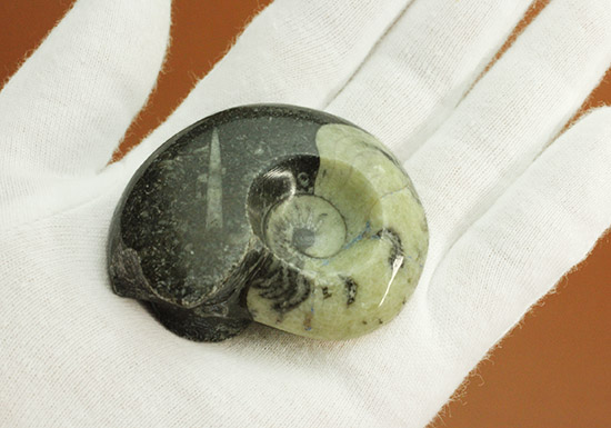 オルソセラスと共に化石化した、ブラック＆ホワイトの配色がスタイリッシュな、ゴニアタイト立体標本（その5）