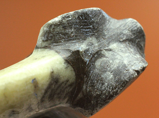 オルソセラスと共に化石化した、ブラック＆ホワイトの配色がスタイリッシュな、ゴニアタイト立体標本（その8）