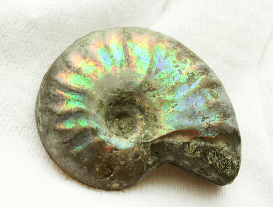 １億年以上の時を経て光り輝きます。マダガスカル産アンモナイト(Ammonite)（その2）