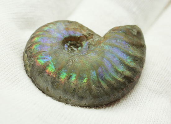 １億年以上の時を経て光り輝きます。マダガスカル産アンモナイト(Ammonite)（その4）