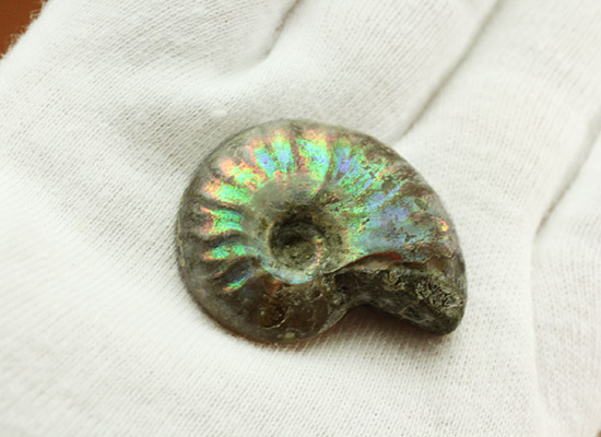 １億年以上の時を経て光り輝きます。マダガスカル産アンモナイト(Ammonite)（その5）