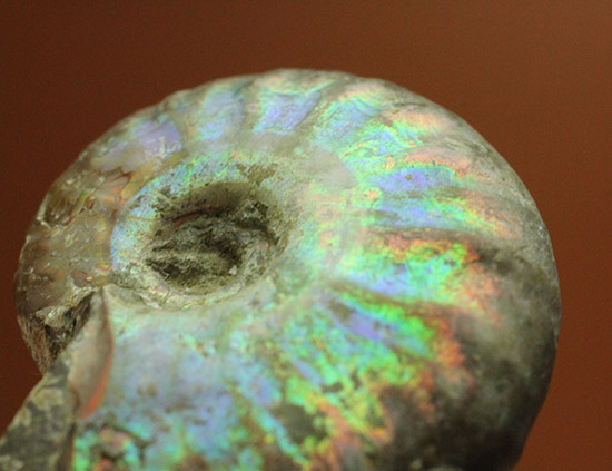 １億年以上の時を経て光り輝きます。マダガスカル産アンモナイト(Ammonite)（その6）