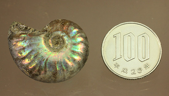 １億年以上の時を経て光り輝きます。マダガスカル産アンモナイト(Ammonite)（その7）