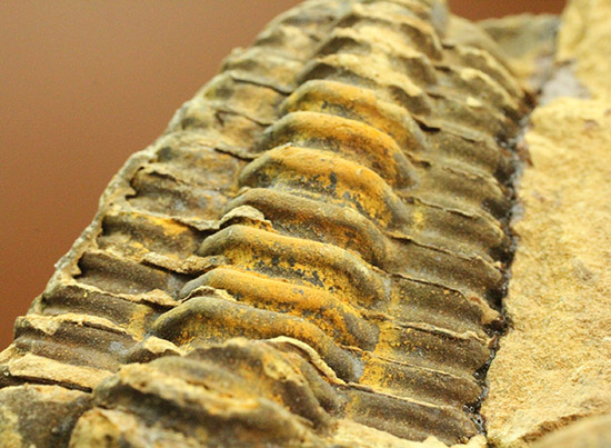 体節のうねりがすごい！カリメネ三葉虫ノジュール標本 三葉虫 販売