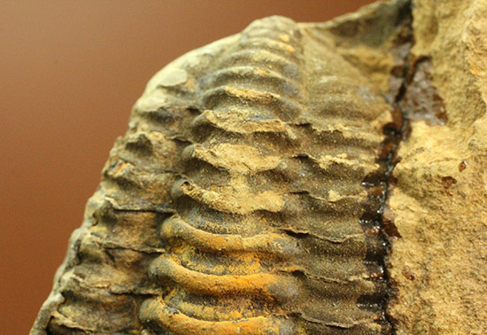 体節のうねりがすごい！カリメネ三葉虫ノジュール標本 三葉虫 販売