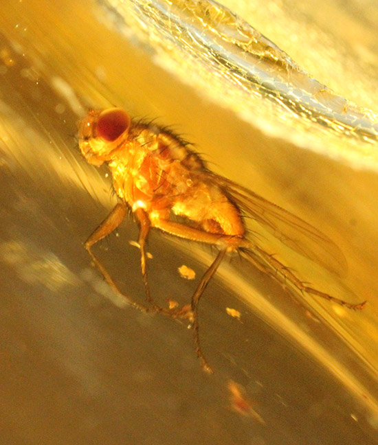 驚きの保存状態！１００万年前の木の樹脂に取り込まれた虫を内包するコーパル。（その18）