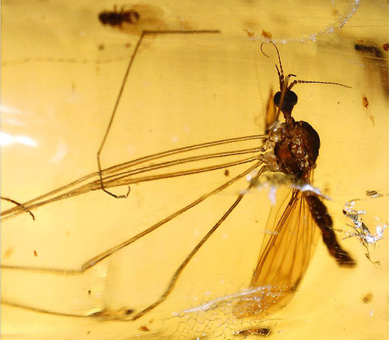 驚きの保存状態！１００万年前の木の樹脂に取り込まれた虫を内包するコーパル。（その3）