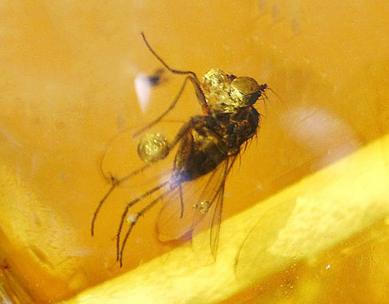 一粒一粒の琥珀に全て虫が内包！芸術品のクオリティ、バルティックアンバーブレスレット(Amber)（その17）