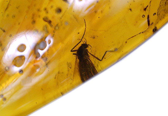 類人猿さえも誕生していない時代の虫を内包したバルト海産のペンダントトップ(シルバーチェーン付き)(その11)