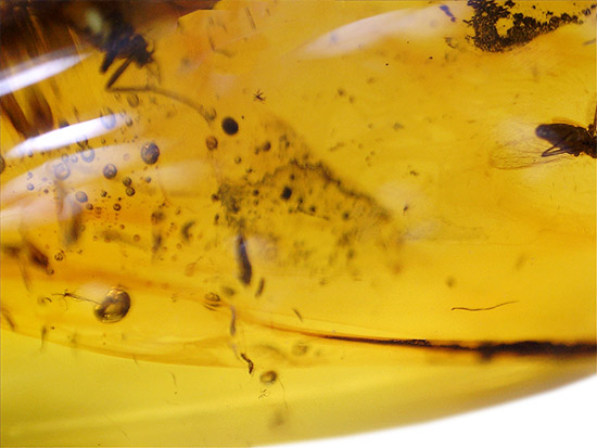 類人猿さえも誕生していない時代の虫を内包したバルト海産のペンダントトップ(シルバーチェーン付き)(その12)