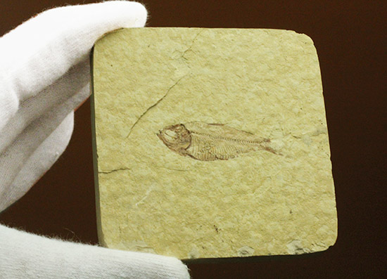 骨格が見事に保存された、アメリカワイオミング州産、ニシン科の魚化石ゴシウテクティス（その10）